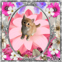 Cute Kitten on a flower - Free animated GIF