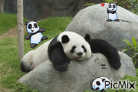 pandi panda - Animovaný GIF zadarmo