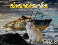 site abandonné et le chat qui se sent abandonné pourtant qui n 'a pas craqué devant son minois mdr - GIF animasi gratis