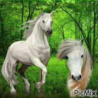 Pferde Cheveaux - Animovaný GIF zadarmo
