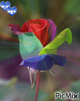 rose multicolores animovaný GIF