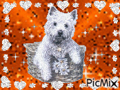 terrier 动画 GIF