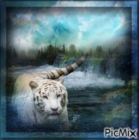 tiger animovaný GIF