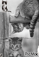 gato gif dubravka4, gato , gif , dubravka4 - GIF animado grátis - PicMix