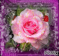 Rózsaszín rózsa - Nemokamas animacinis gif