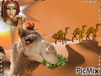 верблюд жуёт.верблюды - Ingyenes animált GIF