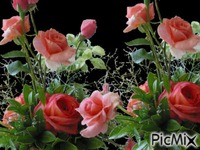 roz - Bezmaksas animēts GIF