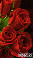 růže - 免费动画 GIF