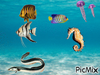 le bassin des poisson 动画 GIF