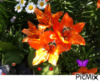 цветы - Δωρεάν κινούμενο GIF