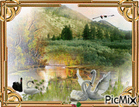 lac des cygnes - GIF animé gratuit