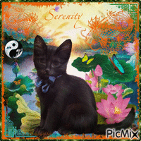 Serenity... Zen cat - Безплатен анимиран GIF