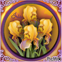 Iris-RM-06-04-23 - Бесплатный анимированный гифка