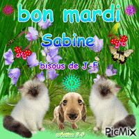 bon mardi sab animovaný GIF