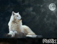 Wolf GIF animata