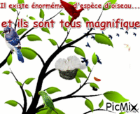 les oiseaux - Бесплатни анимирани ГИФ