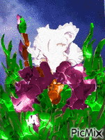 kvety анимированный гифка
