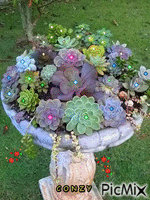 Flores crasas - Безплатен анимиран GIF