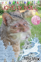 chat de noel - GIF animado grátis