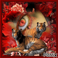 eye of the tiger for pascal from daisy - Gratis animerad GIF