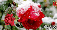róża - GIF animado gratis