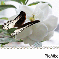 Flor Branca animirani GIF