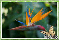 Oiseau du paradis. - GIF animado gratis