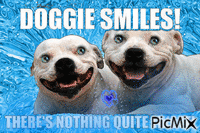 doggy Smiles💜 - GIF animasi gratis
