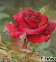 My beautiful rose - GIF เคลื่อนไหวฟรี