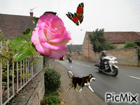 thevet st julien - Free animated GIF