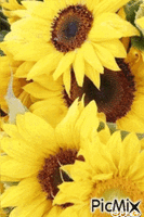 Цветы - Bezmaksas animēts GIF