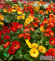 Daisies & Butterflies Animated GIF