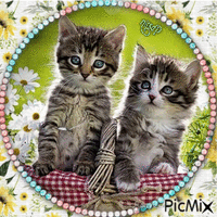 Very beautiful kittens - Безплатен анимиран GIF