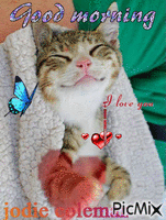 good morning kitty 1-12 - Безплатен анимиран GIF