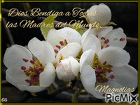 Magnolias GIF animasi