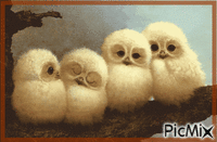CHOUETTES - Free animated GIF