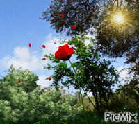 Red Rose - GIF animado gratis