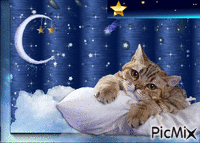 Good night kitty - GIF animé gratuit