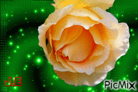 Rose - Δωρεάν κινούμενο GIF