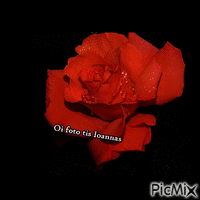 Τριανταφυλλο - Δωρεάν κινούμενο GIF