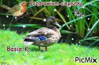KACZKA - Безплатен анимиран GIF