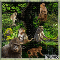 Les singes de la jungle, différentes espèces. - Gratis animerad GIF