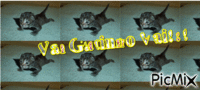 Vai gatinho Vai!!! - Ücretsiz animasyonlu GIF