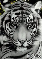 tigrebianca66 - Gratis animerad GIF