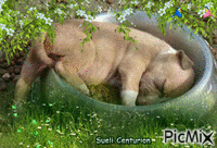 Cãozinho dormindo - Free animated GIF