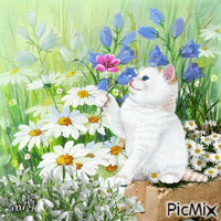 Concours "Chat avec des fleurs" - GIF animé gratuit