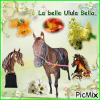 La championne Ulula Bella. animovaný GIF