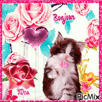 Bonjour  les  chatons Animated GIF