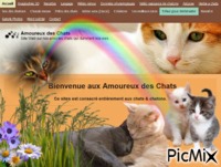 Amoureux des Chats - Free animated GIF
