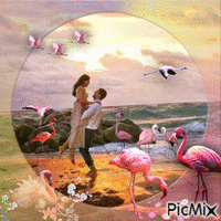 Flamingoinsel - Gratis animerad GIF